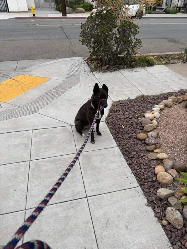 A picture of a black dog named Bowie sitting, taken on May 15 2025 at 6:58 am